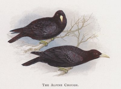 De Alpenkauw door Alexander Francis Lydon